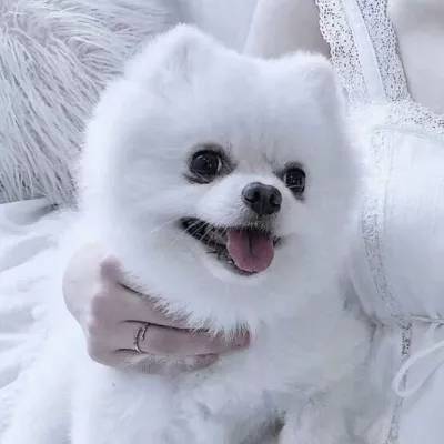 不死之身灰姑娘无限钻石下载